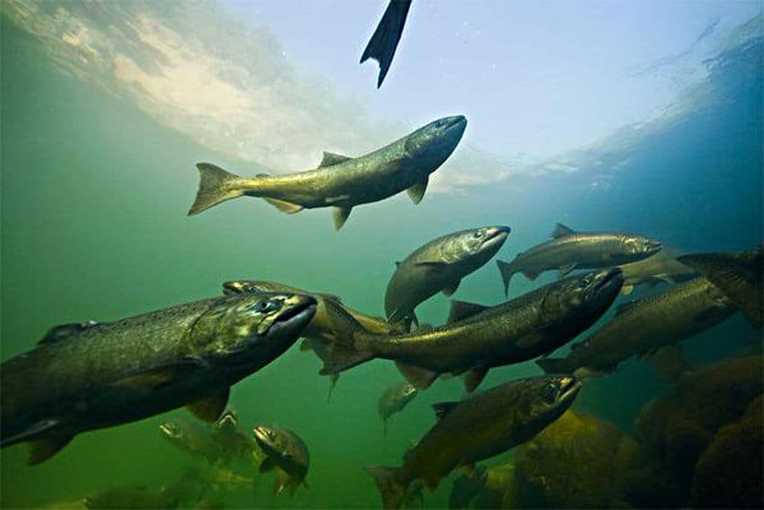 Willapa Bay salmon season
