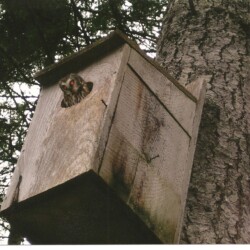 Owl in wood duck house
